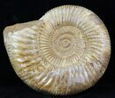 Perisphinctes Ammonite - Jurassic #31760-1